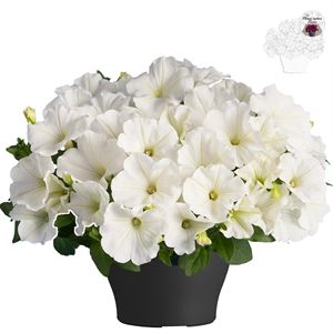 Afbeelding van Petunia TP26 White